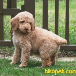 Toy Poodle Bebeklerimiz 2