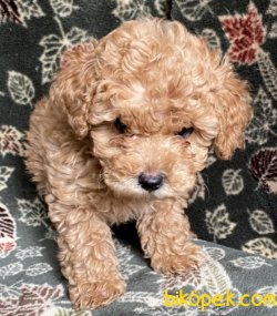 Toy Poodle Bebeklerimiz 1