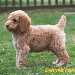 Toy Poodle Bebeklerimiz 3