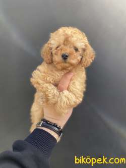 DİŞİ TOY POODLE BEBEKLERİMİZ 3