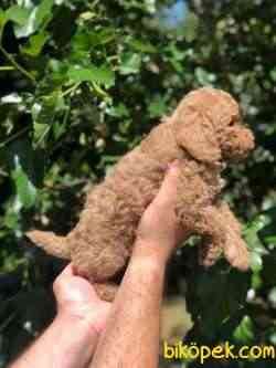 Toy Poodle Bebeklerimiz 5