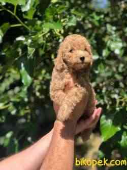 Toy Poodle Bebeklerimiz 2