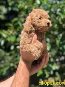 Toy Poodle Bebeklerimiz 4