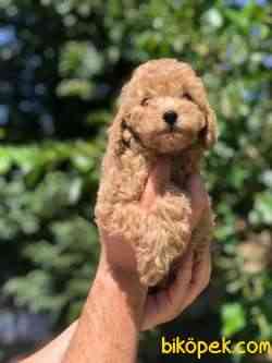 Toy Poodle Bebeklerimiz 3