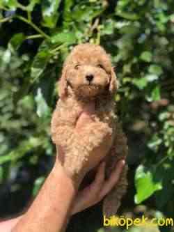Toy Poodle Bebeklerimiz 1