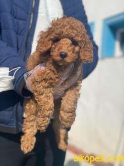 TOY POODLE BEBEKLERİMİZ 1