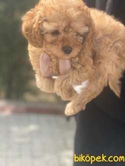 TOY POODLE BEBEKLERİMİZ 2