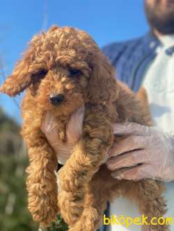TOY POODLE BEBEKLERİMİZ 3