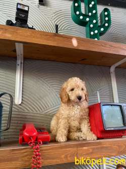 TOY POODLE BEBEKLERİMİZ 1