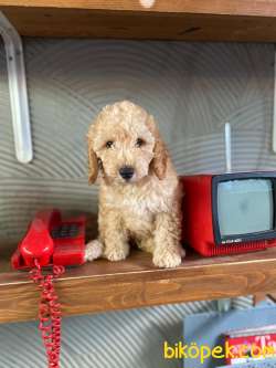 TOY POODLE BEBEKLERİMİZ 2