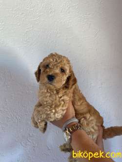 TOY POODLE BEBEKLERİMİZ 4