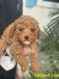 TOY POODLE BEBEKLERİMİZ 2