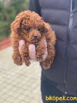 TOY POODLE BEBEKLERİMİZ 3