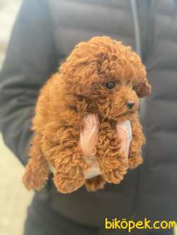 TOY POODLE BEBEKLERİMİZ 1