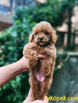 Toy Poodle Bebeklerimiz 3