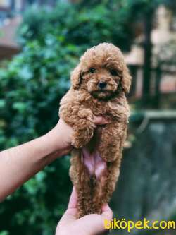 Toy Poodle Bebeklerimiz 1