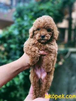 Toy Poodle Bebeklerimiz 2