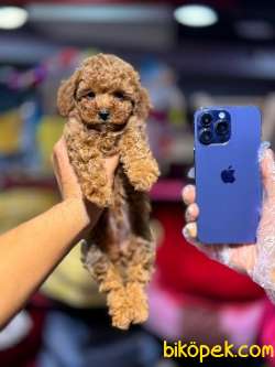 TOY POODLE BEBEKLERİMİZ