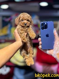 TOY POODLE BEBEKLERİMİZ 2