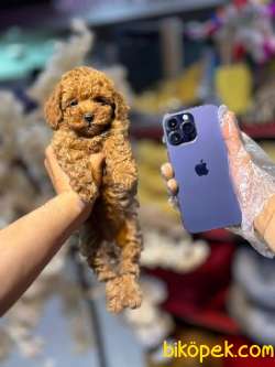 TOY POODLE BEBEKLERİMİZ 3