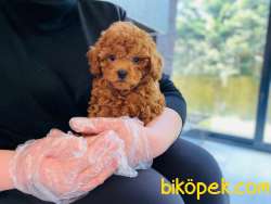 Toy Poodle Bebeklerimiz Çiftlikten 1