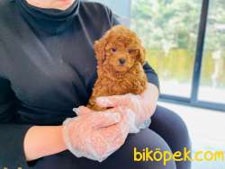 Toy Poodle Bebeklerimiz Çiftlikten 2
