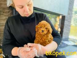 Toy Poodle Bebeklerimiz Çiftlikten 3
