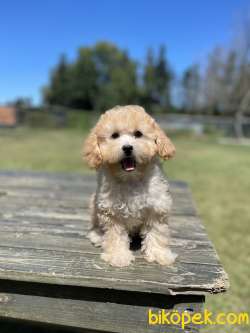 Toy Poodle Bebeklerimiz Orjinal 1
