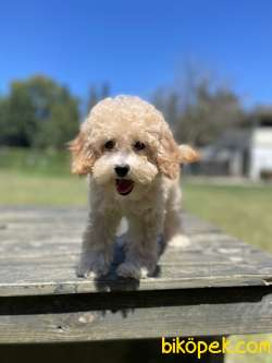 Toy Poodle Bebeklerimiz Orjinal 3