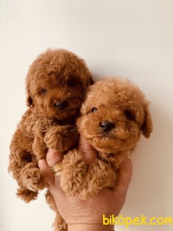 Toy Poodle Bebeklerimiz Red ,apricot ,chocolate 4