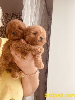 Toy Poodle Bebeklerimiz Red ,apricot ,chocolate 3