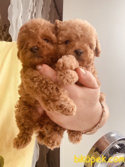 Toy Poodle Bebeklerimiz Red ,apricot ,chocolate 1