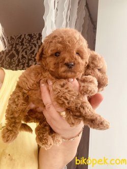 Toy Poodle Bebeklerimiz Red ,apricot ,chocolate 2