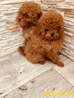 Toy Poodle Bebeklermiz Apricot ,red ,siyah Be Chocolate 3