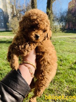Toy Poodle Bebeklermiz Apricot ,red ,siyah Be Chocolate 2
