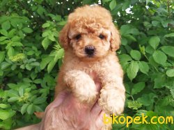 Toy Poodle Bebeklermiz Orjinal 3
