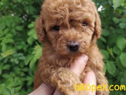 Toy Poodle Bebeklermiz Orjinal 2