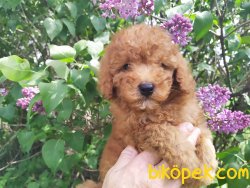 Toy Poodle Bebeklermiz Orjinal 1
