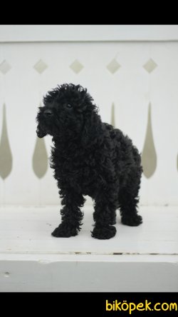 Toy Poodle Black 'Akkuş Üretim Çiftliği' 5