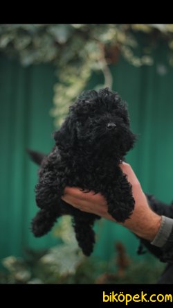 Toy Poodle Black 'Akkuş Üretim Çiftliği' 1
