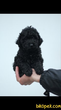 Toy Poodle Black 'Akkuş Üretim Çiftliği' 2