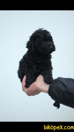 Toy Poodle Black 'Akkuş Üretim Çiftliği' 4