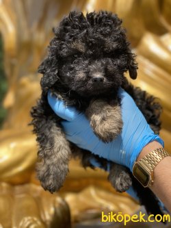 Toy Poodle Black TanÖzel Renk Yavrularımız 2
