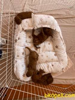 Toy Poodle BROWN Yavrular 2