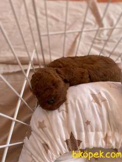 Toy Poodle BROWN Yavrular 3