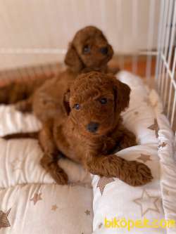 Toy Poodle BROWN Yavrular 1