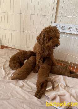 Toy Poodle BROWN Yavrular 4