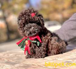 Toy Poodle Çikolata Chocolate Teacup Yavrumuz 3