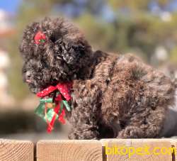 Toy Poodle Çikolata Chocolate Teacup Yavrumuz 4