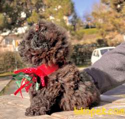 Toy Poodle Çikolata Chocolate Teacup Yavrumuz 5